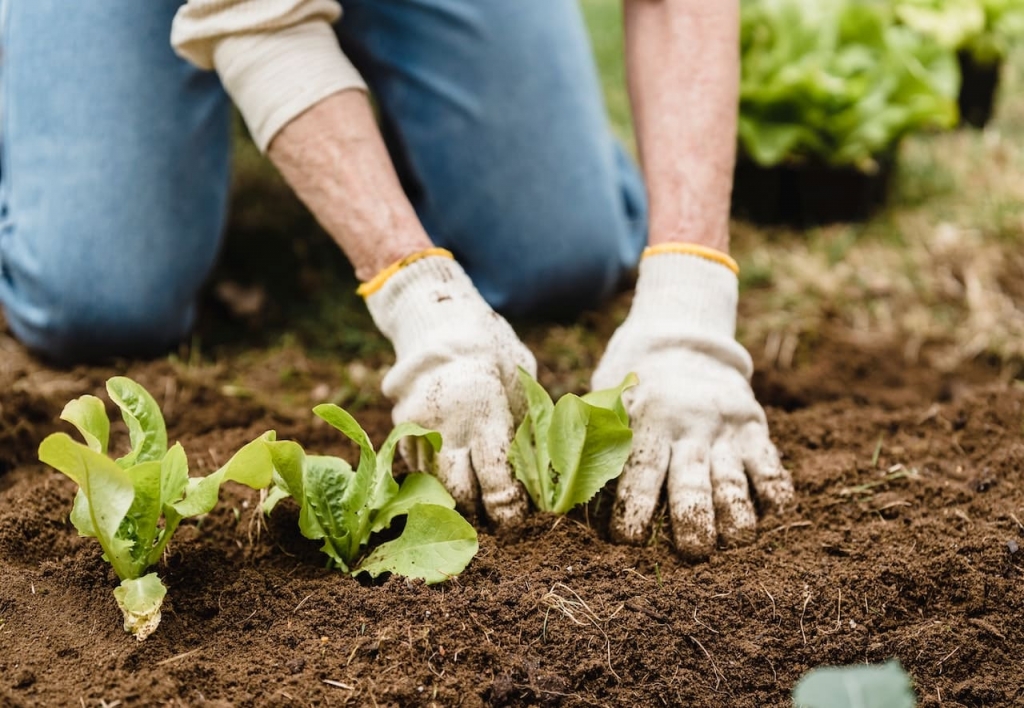 Agricultura Orgánica y Agroecología