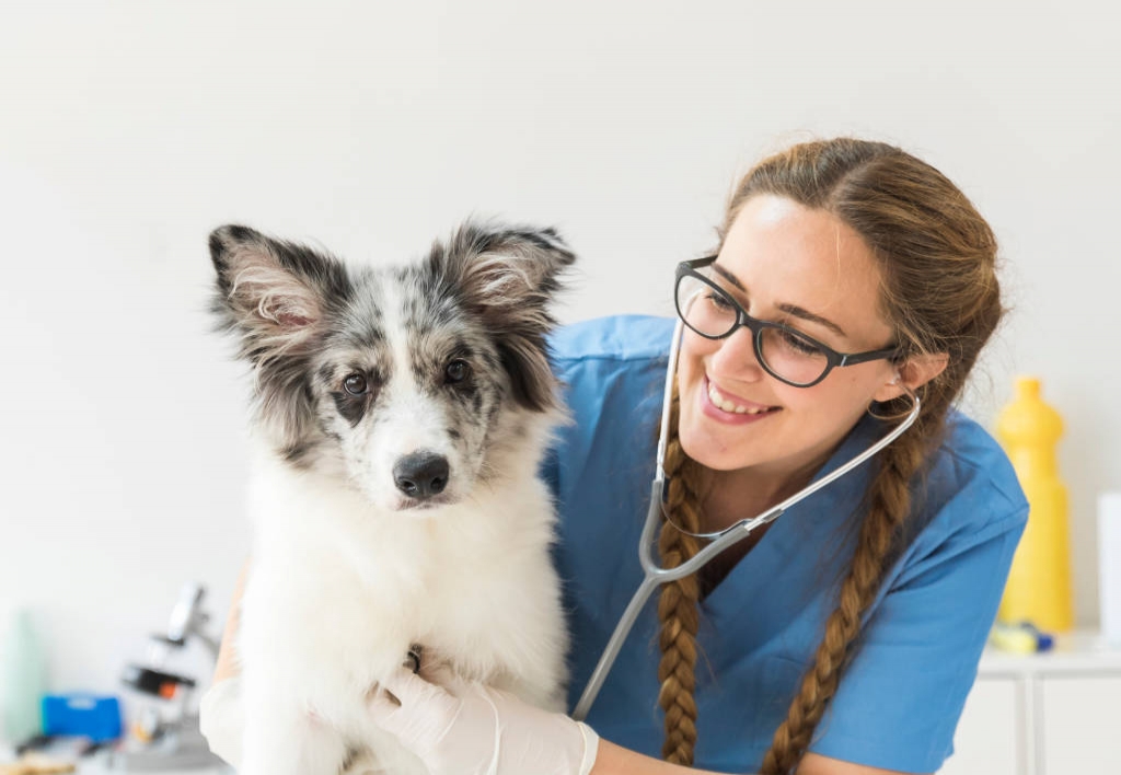 Ayudante Técnico Veterinario