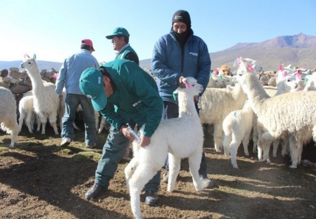 Jefe de Sanidad Animal y Vegetal